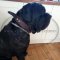 Mastino Leather agitation dog collar with handle