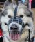 Steel Wire Basket Muzzle for Alaskan Malamute Dog Breed