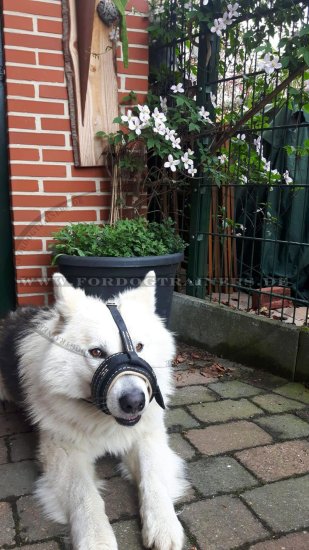 Leather Dog Muzzle for Alaskan Malamute with luxus design