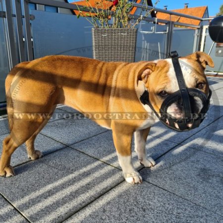 Dog Muzzle Leather Padded | Continental Bulldog Muzzle