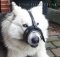Leather Dog Muzzle for Alaskan Malamute with luxus design