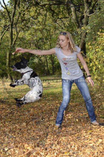 Royales Ledergeschirr für Spaniel