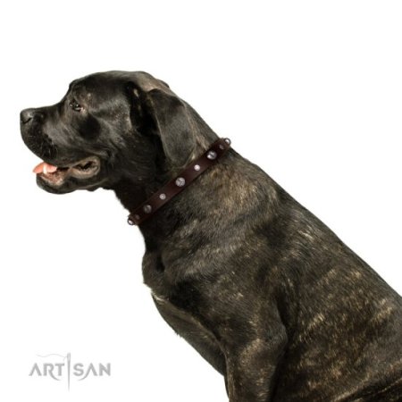 Hundehalsband Braunes Leder verziert mit runden Metallbolzen
