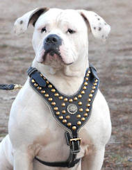 American Bully Leder Hundehalsband Luxus Hundehalsband Bully - .de
