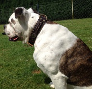 Hundehalsband aus Leder für Amerikanische Bulldogge, Schwarz