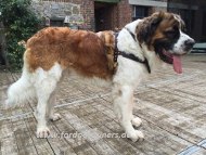St. Bernard high quality padded harness of leather