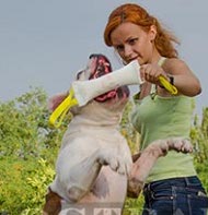 Large Training Bite Tug of French Linen for Bulldog