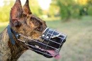 Wire Dog Muzzle Great Dane for large Dogs