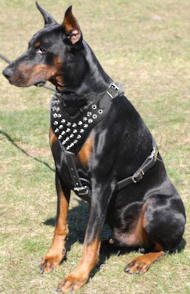 Doberman Spiked Leather Dog Harness