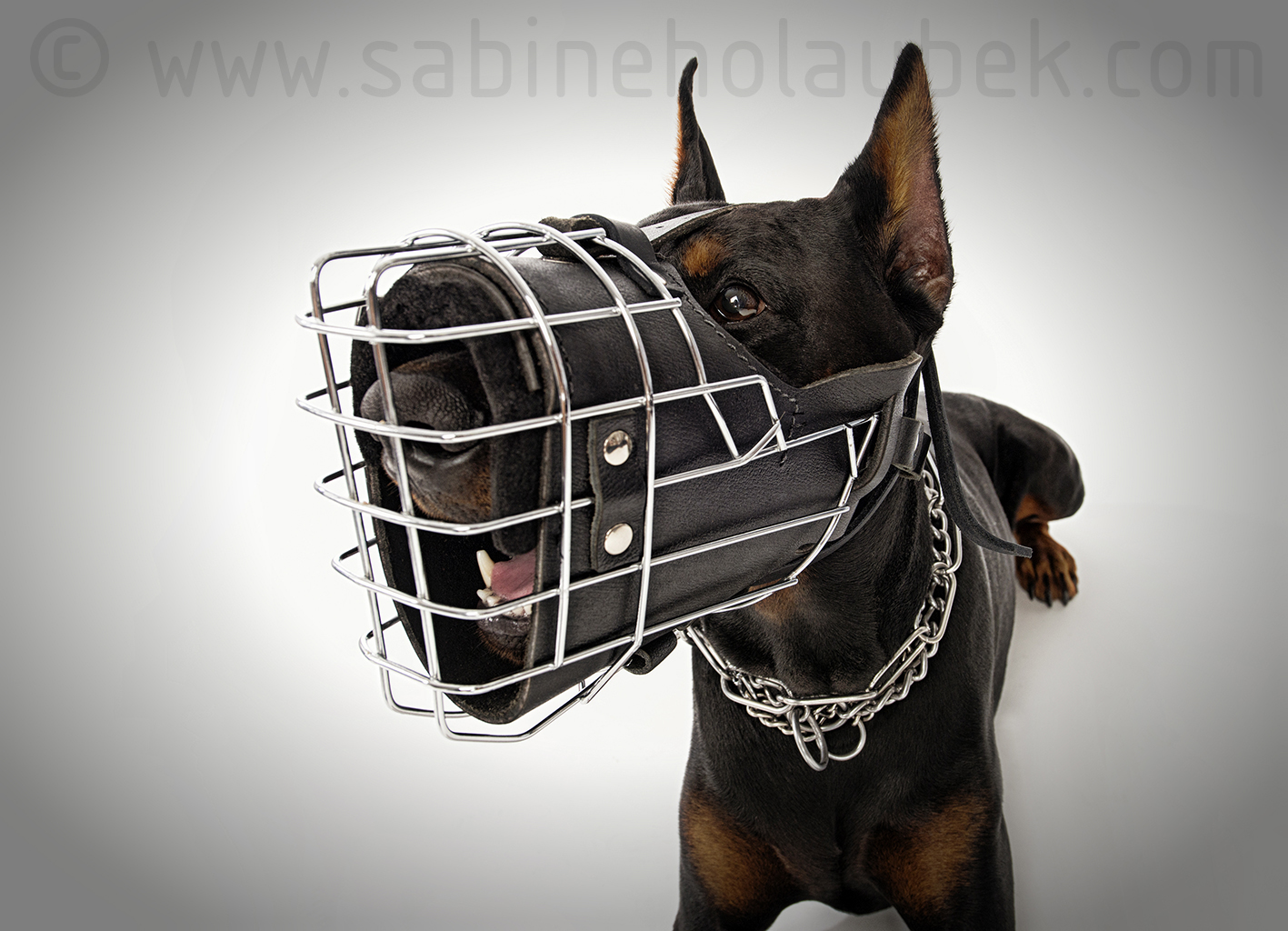 Wire dog muzzle for Doberman