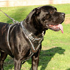 Cane Corso Hetz-Angriffs-Hundegeschirr aus Leder