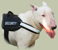 Dog Harness for sport, trainings, walks with Bull Terrier