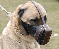 Perfect Leather Dog Muzzle "Dondi plus" for Caucasian Shepherd