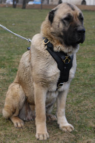Luxury Padded Leather Dog Harness for Caucasian Shepherd