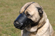 Everyday Leather Dog Muzzle for Caucasian Shepherd
