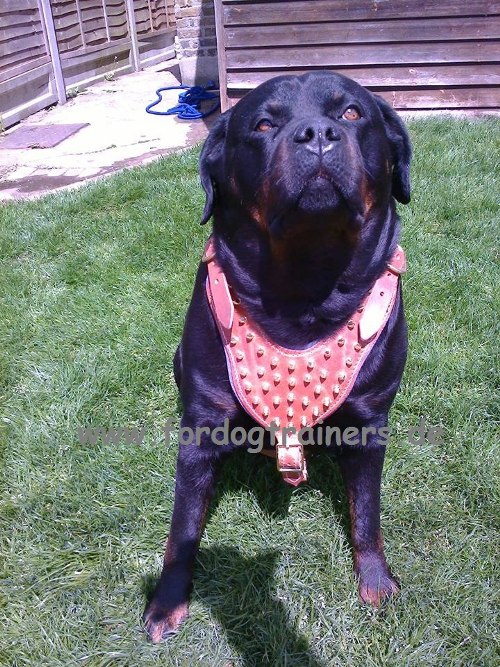 Top-Quality leather harness for Rotweiler