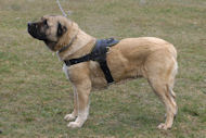 Nylon multi-purpose dog harness for Caucasian Shepherd