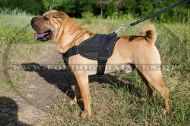 Sharpei Nylon Geschirr für Allwetter und Allzweck