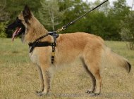 Tracking Harness for Tervuren and other Sport Dogs