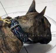 Bullterrier Leder Haslabnd mit "Stacheldraht" Bemalung