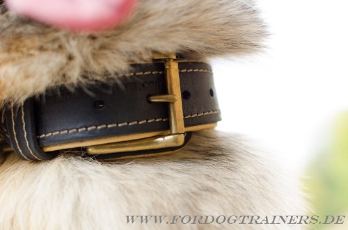 Tervuren exclusive leather dog collar