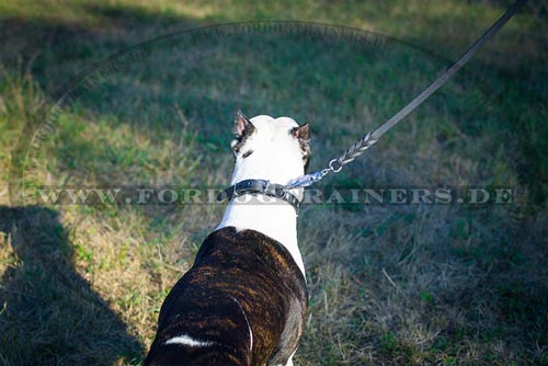 Leather dog collar for American
Pitbull Terrier