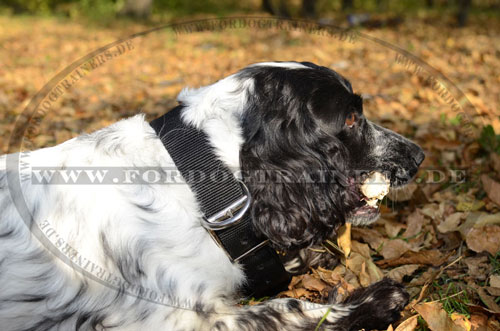 Nylon Hundehalsband für Spaniel