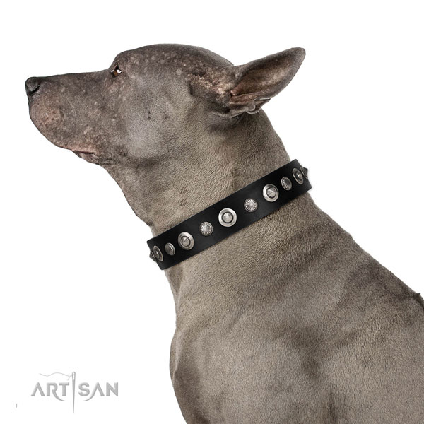 Genietetes Lederhalsband in schwarz für Thai Ridgeback