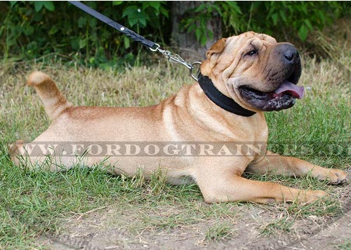 Breites Halsband aus Leder für Shar Pei mit Polsterung