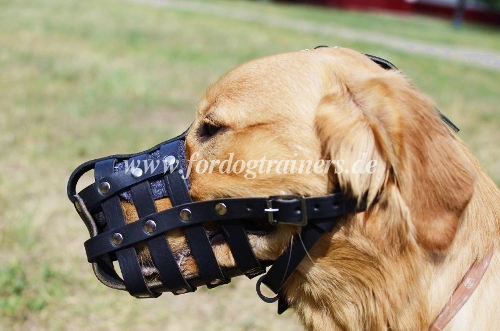 Buy muzzle for Labrador Retriever