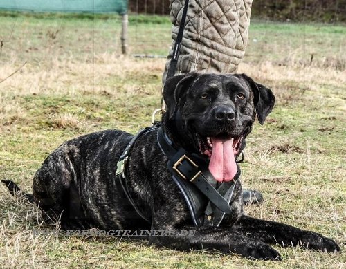 Mastiff padded harness