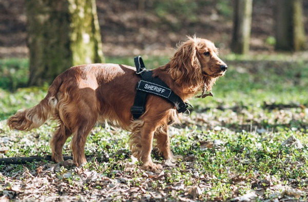 Spaniel harness with I.D. velcro logos