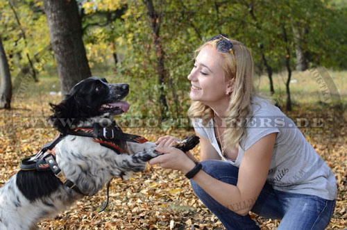 Bemaltes Hundegeschirr für Spaniel günstig kaufen