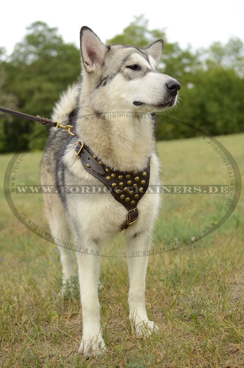 Leder Hundegeschirr für Alaskan Malamute