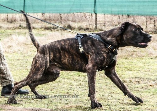 padded harness for Mastiff