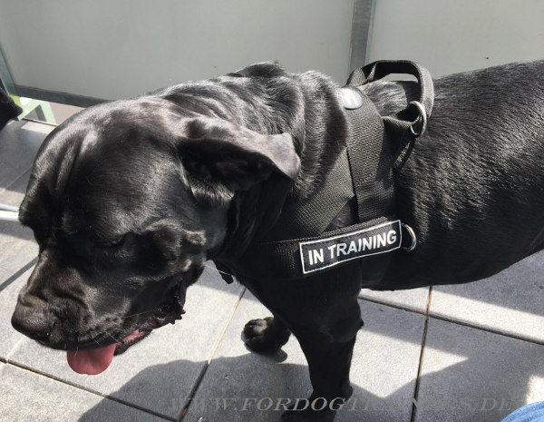 Cane Corso Dog Harness of Nylon