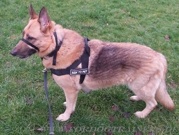 German Shepherd harness with I.D. velcro logos