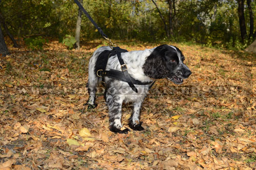 Spaniel Zuggeschirr