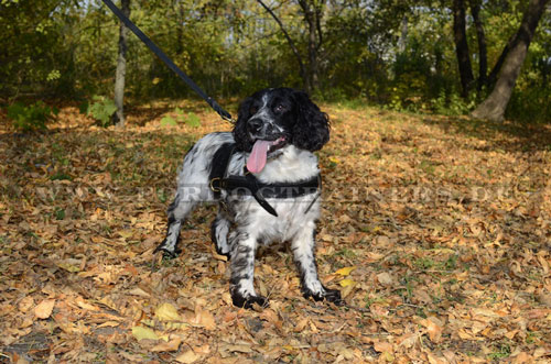 Zuggeschirr für Spaniel online kaufen