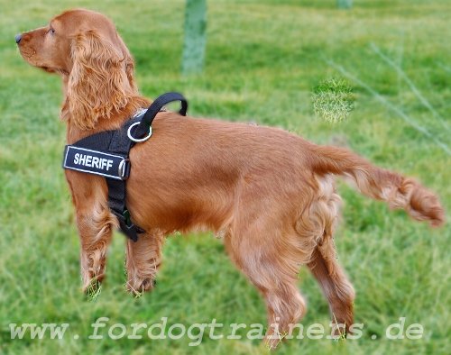 Spaniel harness with I.D. velcro logos