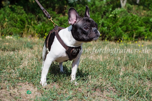 dog Harness Leather for french bulldogs