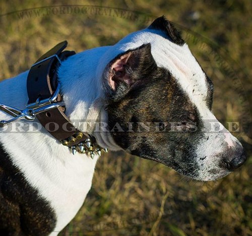 Pitbull Terrier Nieten Hundehalsband mit Pyramiden und Spikes - zum Schließen ins Bild klicken