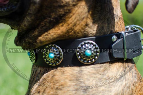 Designer Boxer Dog Collar - Click Image to Close