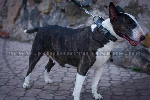 Bullterrier "Rocky" Halsband mit Platten - zum Schließen ins Bild klicken