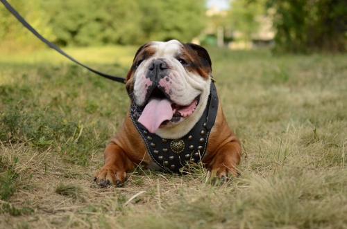 Walking Harness for English Bulldog | Exclusive Leather Harness - Click Image to Close