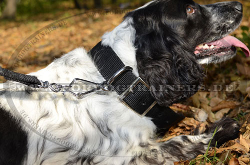 Spaniel Nylonhalsband für Alltag und Hundetraining - zum Schließen ins Bild klicken