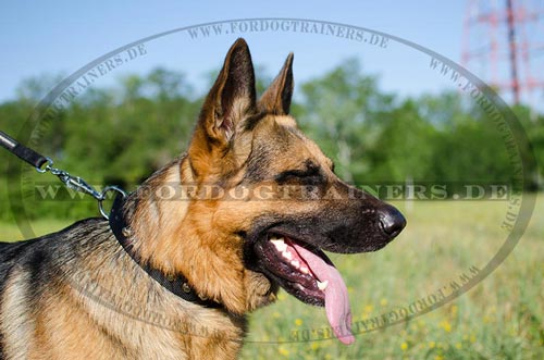 Nylon collar for German Shepherd - Click Image to Close