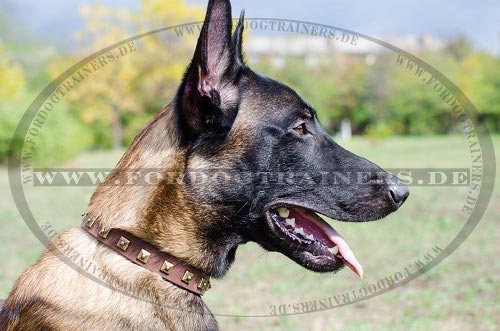 Dog Collar with Studs for Malinois | Leather Collar decorated - Click Image to Close