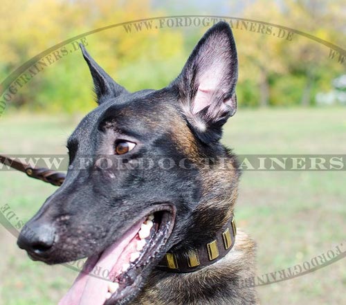 Malinois Rich Collar for Walks and Sport - Click Image to Close