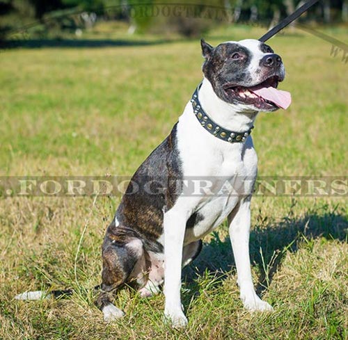 Pitbull Terrier Hundehalsband Breit - zum Schließen ins Bild klicken